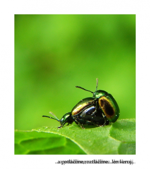 mandelinka redkvičkova