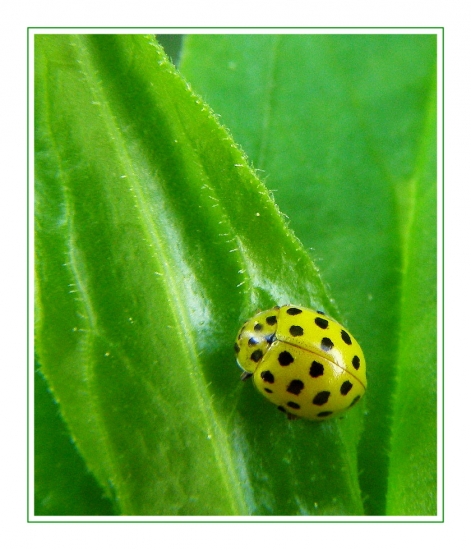 ako zafŕkaný citrón