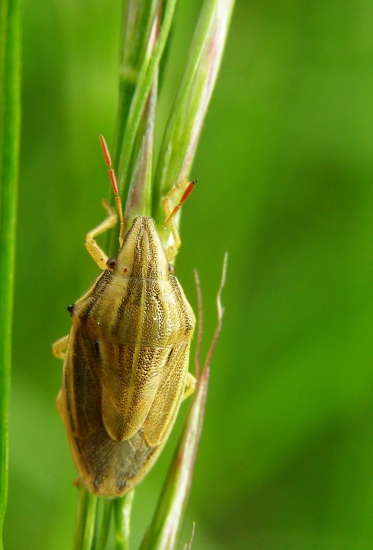 bzdocha kuželovitá