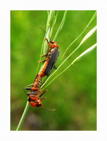 snehulčík obyčajný