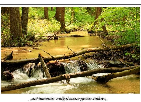 šumenie v tichu lesa