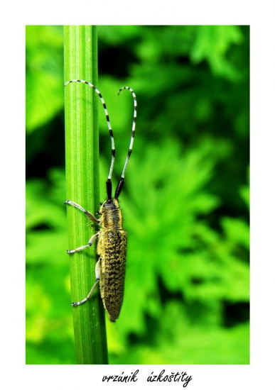 na bylke rastliny