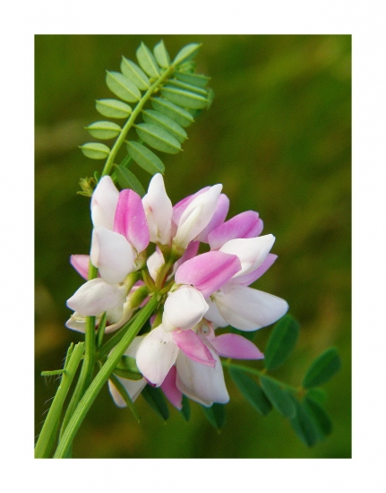 ranostajovec pestrý