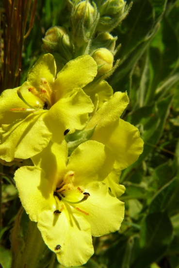 divozel veľkokvetý