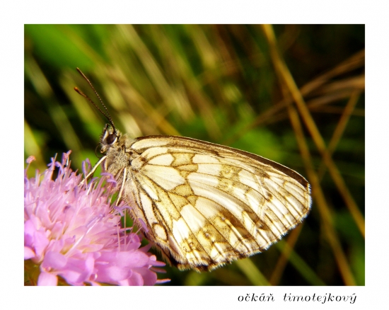 očkáň timotejkový