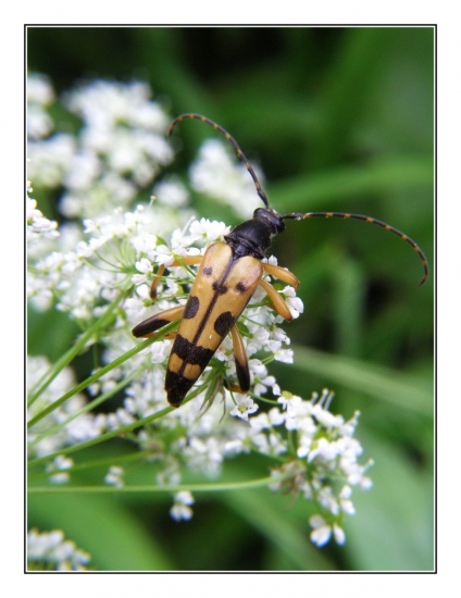 fúzač škvrnitý/  Strangalia maculata /