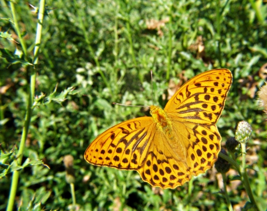 perlovec striebristopásavy