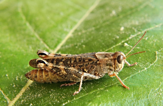 koník rúžovokrídly