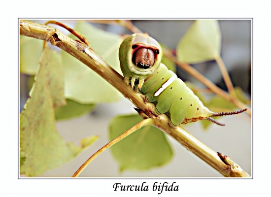 hranostajník osikový