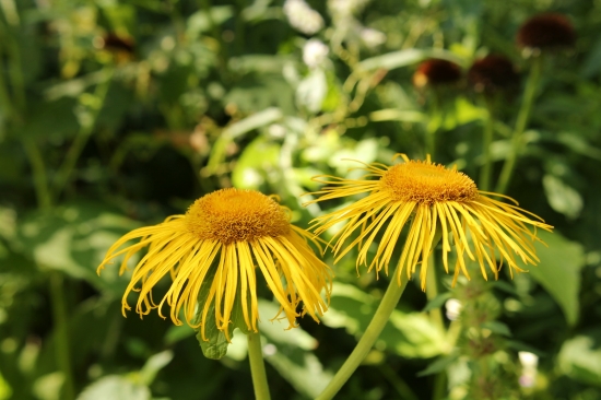 telekia ozdobná- Telekia speciosa (Schreb.) Baumg.