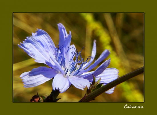 čakanka obyčajná /Cichorium intybus/