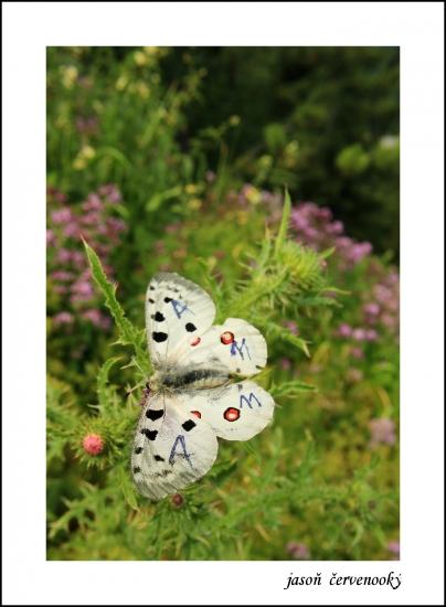 Parnassius apollo