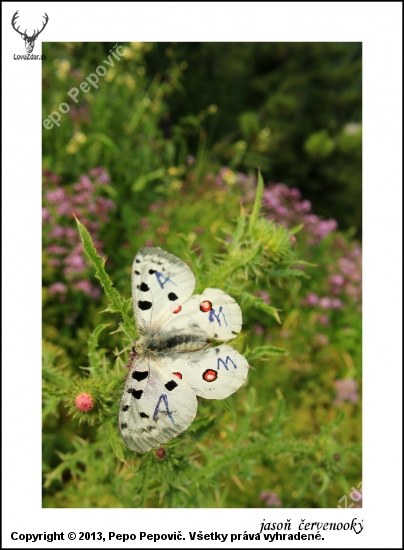 Parnassius apollo