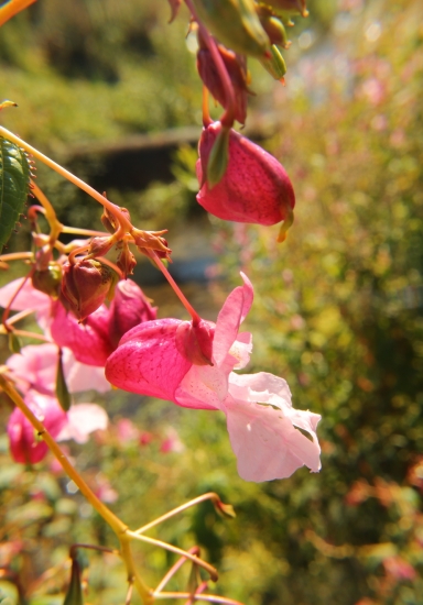 netýkavka žliazkata