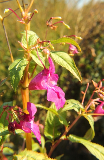 netýkavka žliazkata