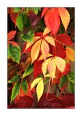 jesenné   farbičky prírody