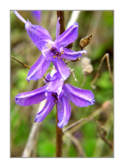 Consolida regalis Gray