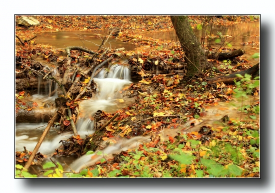 ,,za šumu  bystriny,