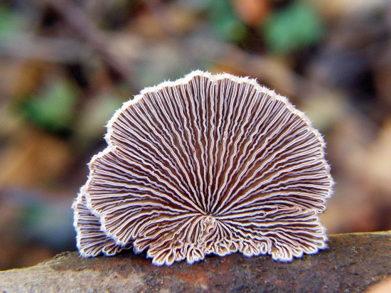 klanolupeňovka obyčajná