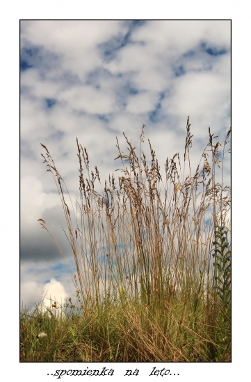 tráva ,oblaky a leto.