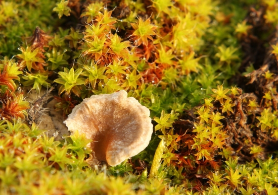 rebrovička  /Arrhenia sp./