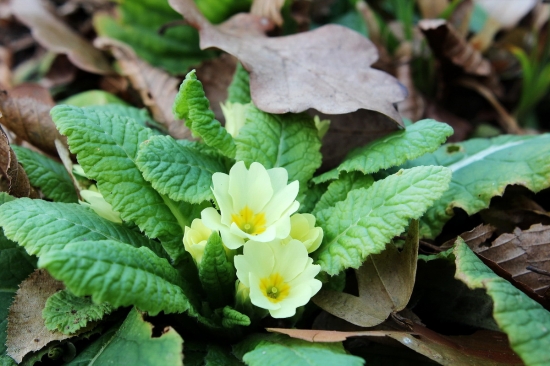 prvosienka bezbylova