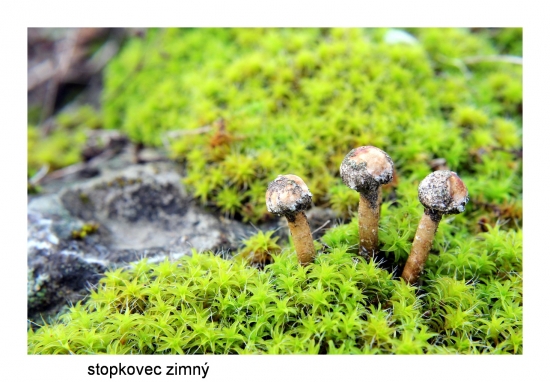 stopkovec /Tulostoma sp./