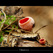 Ohnivec