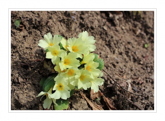 prvosienka bezbylova