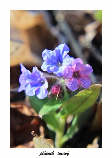 ..jarný kvietok