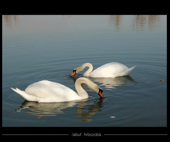 ..labuťe