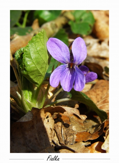 jarný kvietok