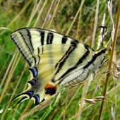 vidlochvost ovocný