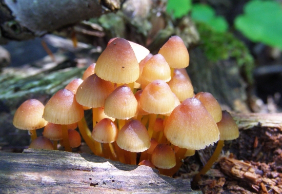 prilbička žltohlúbikova