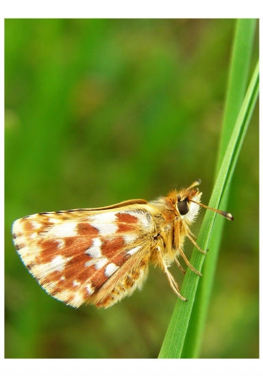 súmračnik škoricový