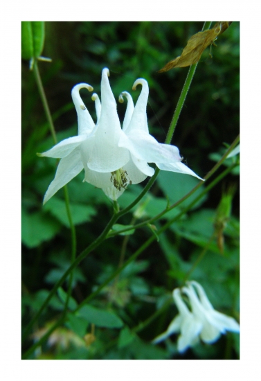 orlíček obyčajný