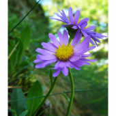 astra alpínska