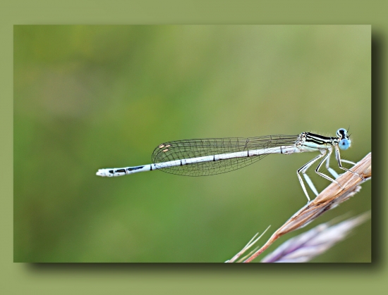 šidielko obyčajné