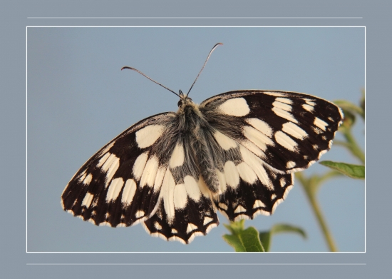 očkáň timotejkový