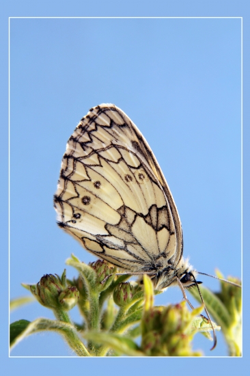 očkáň timotejkový