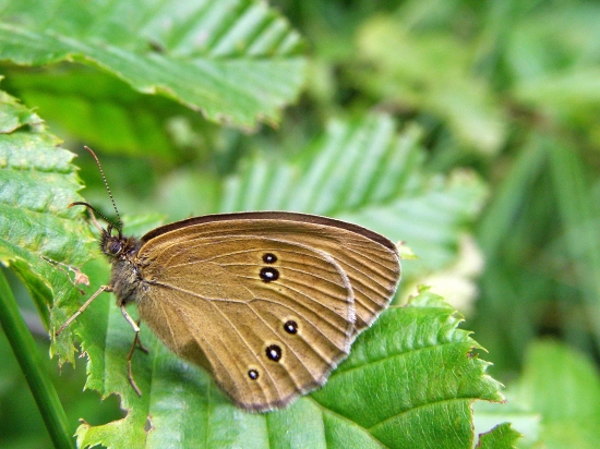 očkáň obyčajný /Aphantopus hyperantus/