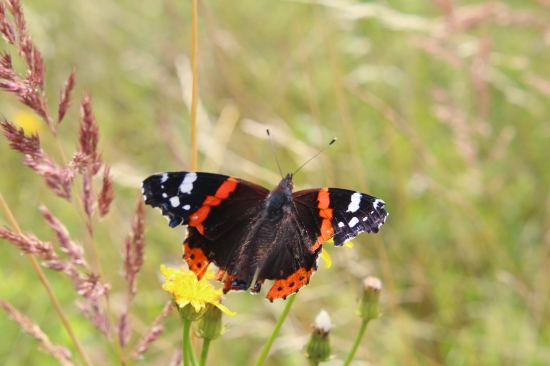 babôčka admirálska