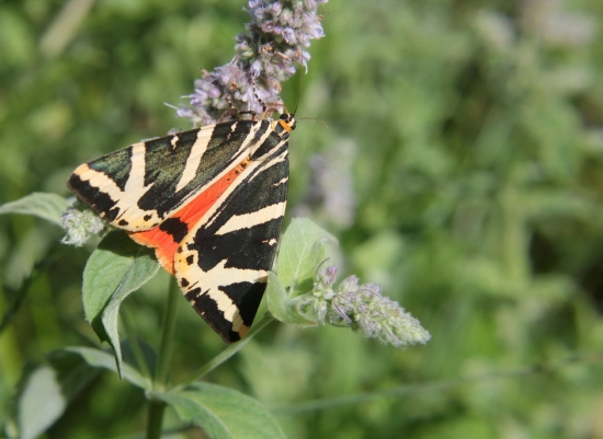 spriadač kostihojový