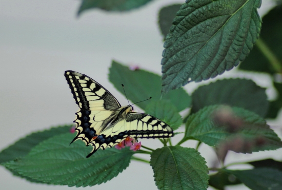 vidlochvost feniklový