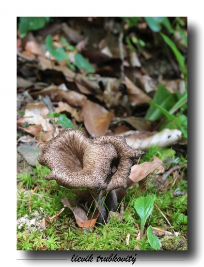 lievik trubkovitý
