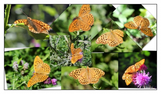 perlovec striebristopásy