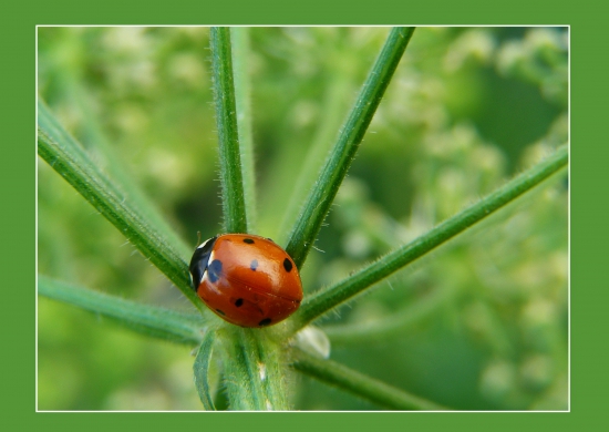 Harmonia axyridis