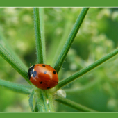 Harmonia axyridis