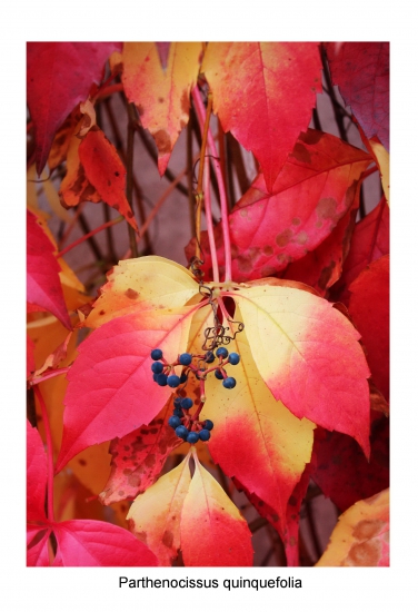 pavinič päťlistý