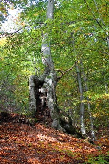 strom a jeho podivný kmeň